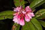 Chapman's rhododendron